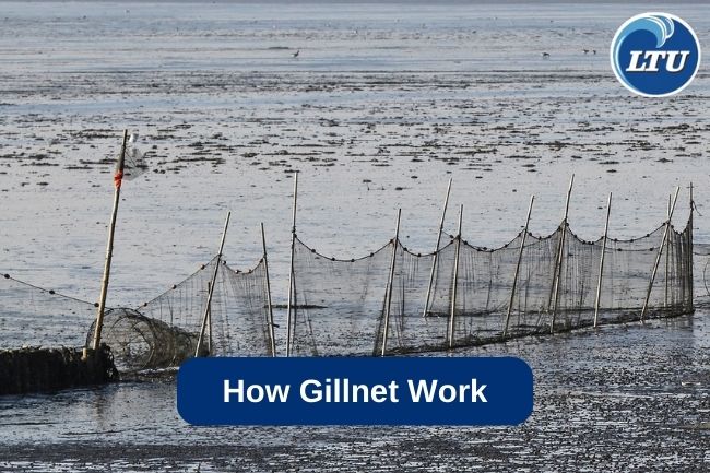 How Gillnet Works